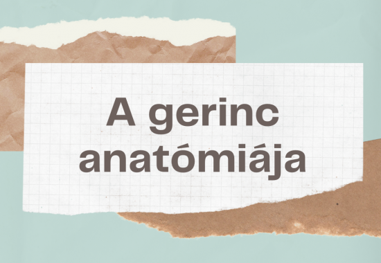 3.Anatómia - A gerinc